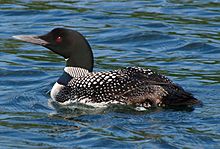 Gavia immer -Minocqua, Wisconsin, USA -swimming-8