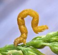 Geometrid Moths (Geometridae) caterpillar