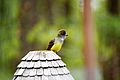 Great Crested Flycatcher 2