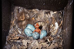 Jackdaw brood