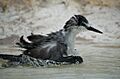 Juvenile Bridled Tern Splashing