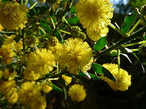 Kangaroo Thorn flower (6257402372)