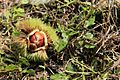 Korean chestnut (Castanea crenata)