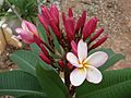 Kudup dan bunga kemboja (Plumeria)