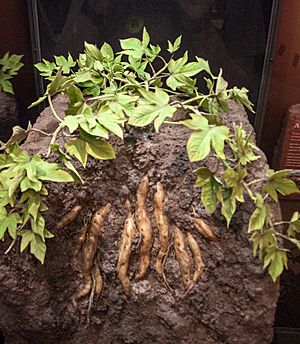 Kumara (taputini, ipomoea batatas)