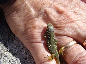 Lacerta schreiberi en Bares ni