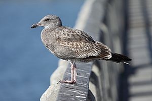 Larus occidentalis6.jpg