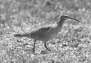 Live Eskimo Curlew