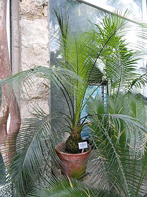 Macrozamia spiralis - Botanischer Garten München-Nymphenburg - DSC08056.JPG