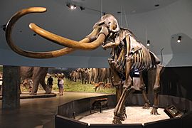 Mammuthus columbi Page