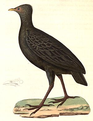 Megapodius freycinet 1838.jpg