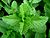 Mint-leaves-2007.jpg