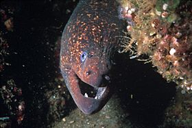 Morayeel 300.jpg