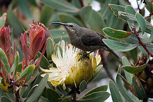 Nectarinia famosa female