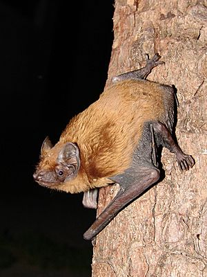 Nyctalus noctula