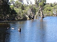 OIC lake carine wildlife