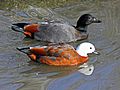 Paradise Shelduck RWD1