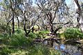 Parkes Billabong Creek 001