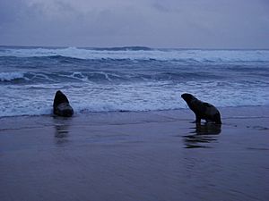 Phocarctos hookeri sandflybay