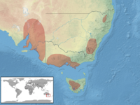 Pseudemoia pagenstecheri distribution.png