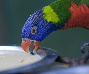 Rainbow Lorikeet (Trichoglossus haematodus) -drinking