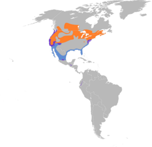 Rallus limicola map.svg