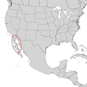 Rhus kearneyi range map 1.png