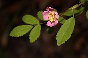 Rosa gymnocarpa 4957.JPG