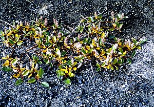 Salix arctica 1997-08-05