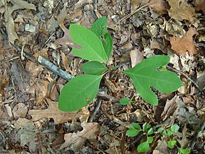 Sassafras albidum 3 lobe variations A