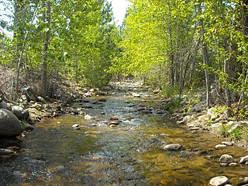 Shingle Creek (British Columbia)1.jpg