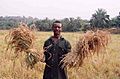 Sierra Leone rice farmer