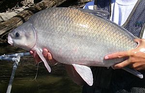 Smallmouth buffalo