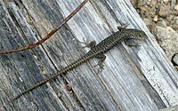 Spotted Skink (Niveoscincus ocellatus).jpg