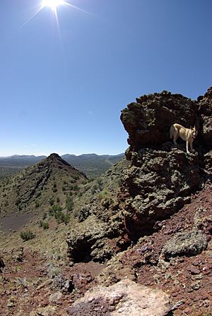 Strawberry Crater 2