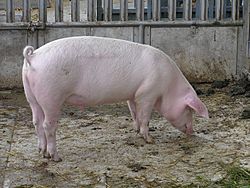 Sus scrofa scrofa.jpg