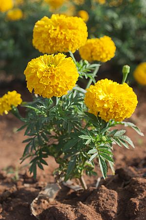 Tagetes erecta chendumalli chedi.jpg