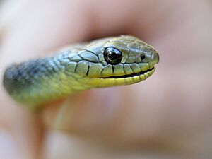 Thamnophis atratus atratus