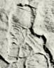 Tiglath-Pileser I relief portrait.png