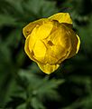 Trollius europaeus Spechtensee 01