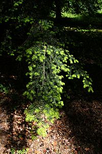 Tsuga caroliniana branch