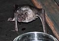 The image depicts a vampire bat on its arms and legs, staring at the camera. In the foreground is a dish of water.