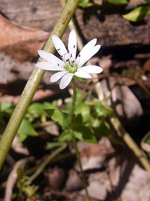 Wildflower Black Bulga.JPG