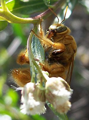 Xylocopa varipuncta-Male-1