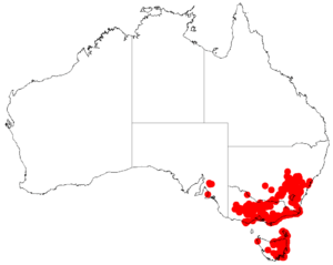 Acacia genistifoliaDistMap380.png