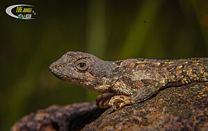 Akash Deshmukh Sitana ponticeriana