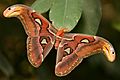 Attacus atlas (15050883139)