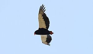 Bateleur (Terathopius ecaudatus) 2 (45837340944)