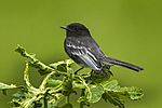 Black Phoebe - Colombia S4E4664.jpg