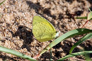 Broad-bordered grass yellow butterfly (Eurema brigitta brigitta)